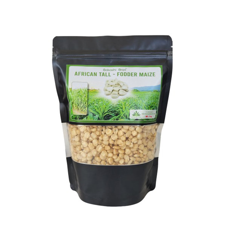 African Tall Fodder Maize 1 Kg, Buy African Tall Maize – hurryguru